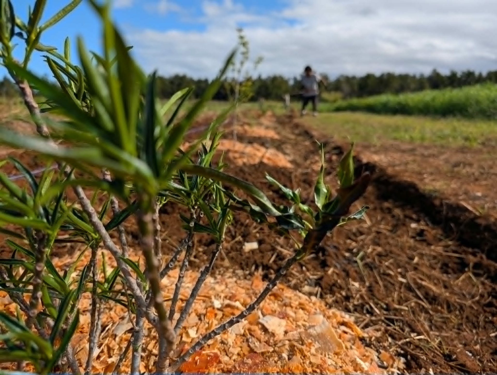 REPAIR RÉseau Professionnel pour une Agriculture Innovante et Responsable
